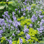 Bluebells in spring 2009