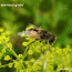 buzzing bee