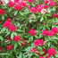 Brilliant May flowers....