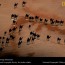 camels