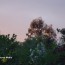Setting sun illuminates tree