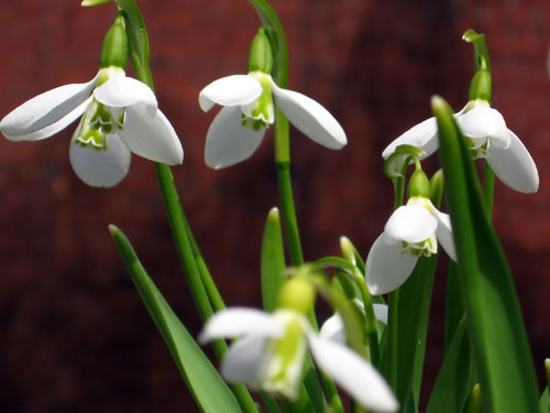 And she brought me snowdrops...